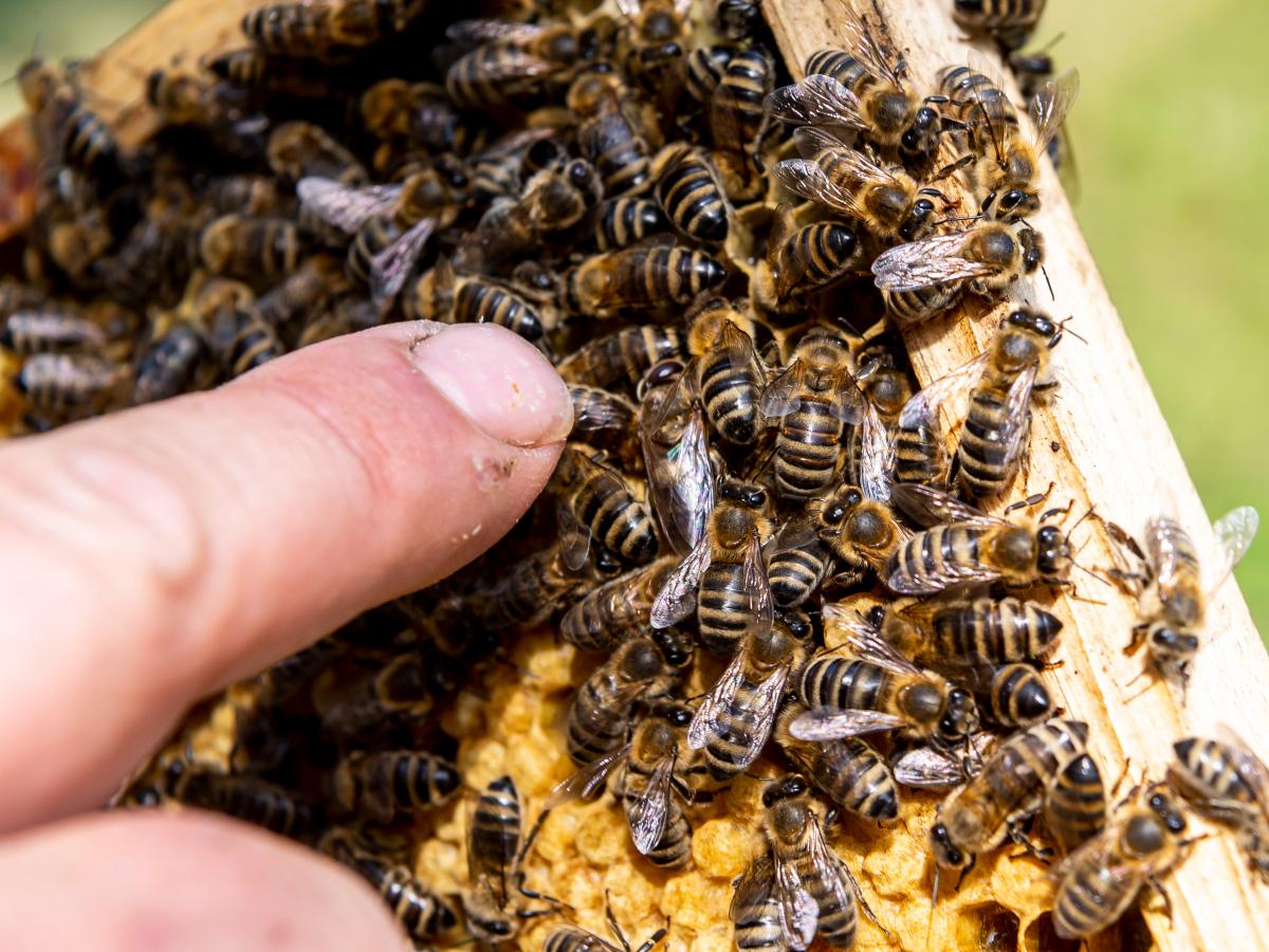 Fußball: Kurioser Spielabbruch - Aggressive Bienen jagen Spieler | NOZ