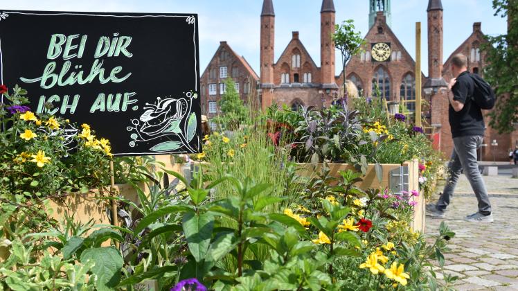 Lübecker Altstadt Erneut PopUpGarten auf dem Koberg