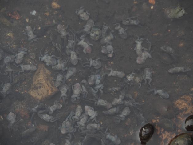 Kritik an Behörde Tote Fische und Kaulquappen im Lottbeker Teich SHZ