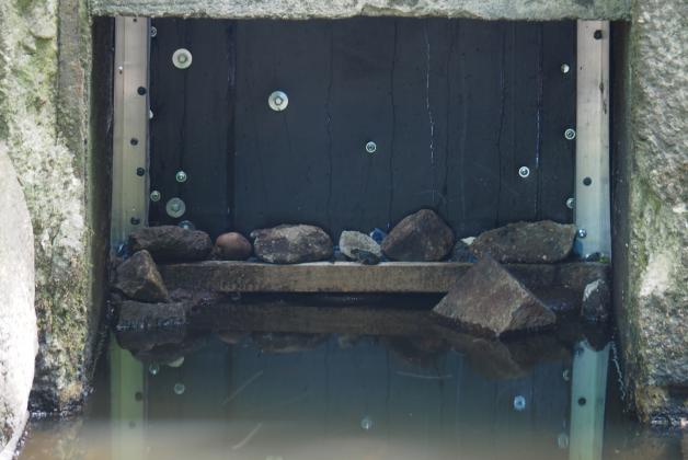 Kritik an Behörde Tote Fische und Kaulquappen im Lottbeker Teich SHZ