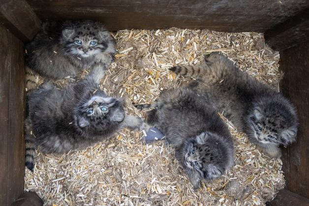 Vier kleine Baby-Manulen sind im Berliner Tierpark geboren.