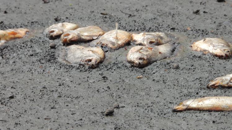 Kritik an Behörde Tote Fische und Kaulquappen im Lottbeker Teich SHZ