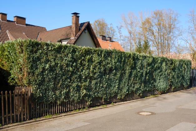 zimmerefeu draußen Zimmerefeu kaufen | Hedera Helix Wonder main image 1