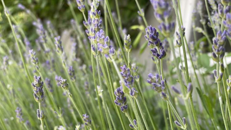 Mittlerweile auch in zahlreichen Gärten in der Region anzutreffen: Lavendel.