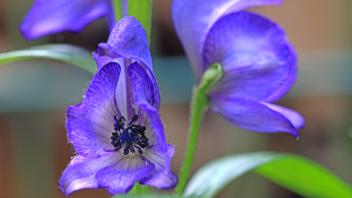 Hochgiftige Pflanzen in der Natur und Gärten Die Blüte vom Blauen Eisenhut, der als die giftigste Pflanzenart Europas gi
