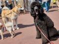 Hundemesse "Kiez Dogs"