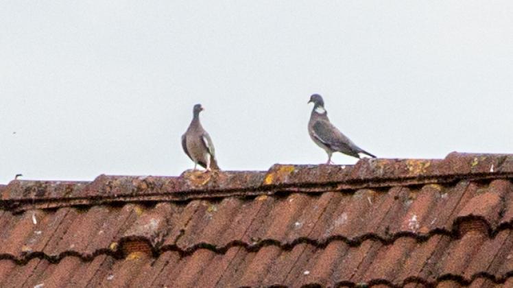 Tauben tummeln sich auf den Dächern der Paulsstadt.