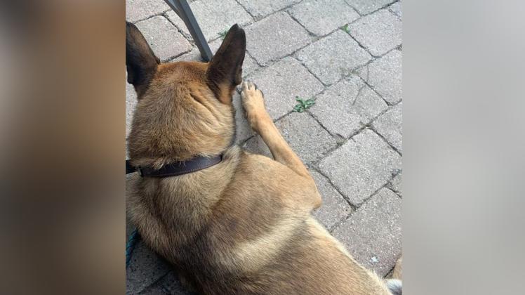 Dieser Belgische Schäferhund wurde in Büscherheide (Bad Essen) gesichtet und später erschossen.