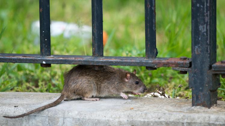 October 26, 2022: A rat is spotted outside New York City Housing Authority housing at the Farragut Houses in Brooklyn, N