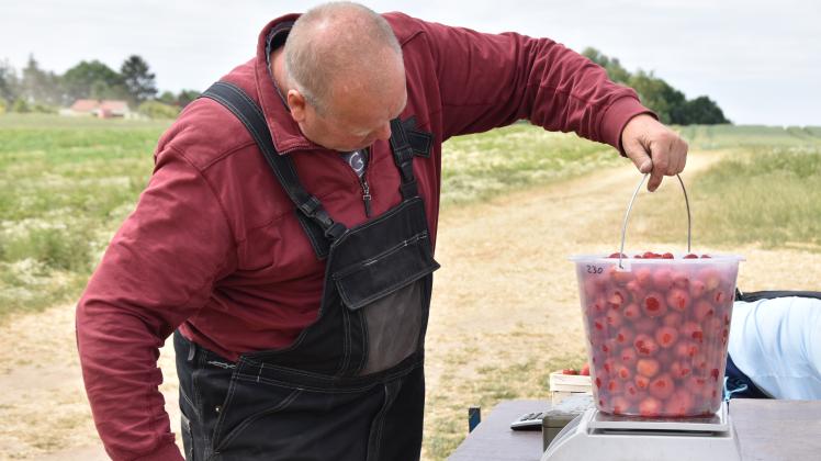 Eimerweise werden die Erdbeeren vom Feld aus Hundorf geholt. Johann Trocke ermittelt dann den Kilo-Preis.