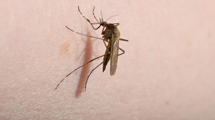 Forscherinnen sind Mücken auf der Spur
