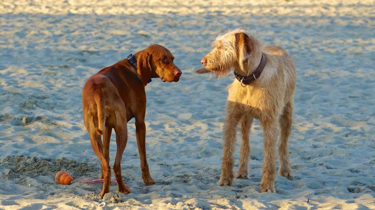  Zwei Hunde am Strand                              