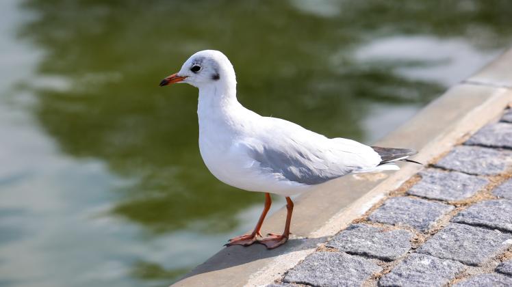 Portrait of a black-headed gull. A black-headed gull at the Baltic Sea., , , 15.07.2022, Copyright: 