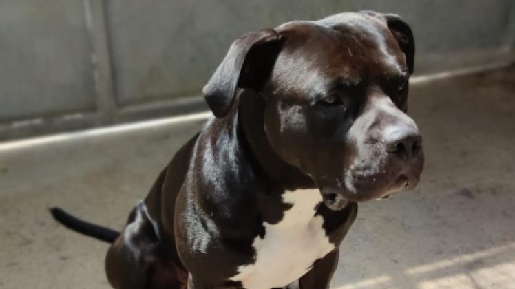 Seit Freitagmorgen im Tierheim: Dieser Pitbull-Mix hat am 10. Juni in der Lingener Innenstadt einen anderen Hund attackiert, diesen und dessen Halter dabei schwer verletzt.