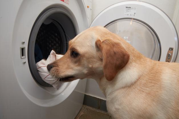 „Aufräumen“ aufs Stichwort: Dieser Labrador hat verstanden, wie es funktioniert, die Waschmaschine einzuräumen.
