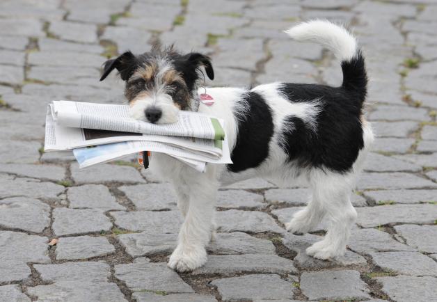 Ihrem Hund beizubringen, die Zeitung zu holen, ist gar nicht so schwer. Die Grundvoraussetzung dafür ist, dass der Vierbeiner das Apportieren lernt. Ihrem Hund beizubringen, die Zeitung zu holen, ist gar nicht so schwer. Die Grundvoraussetzung dafür ist, dass der Vierbeiner das Apportieren lernt.