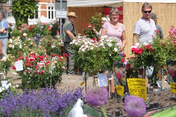 Das waren die schönsten Bilder der Friedrichstädter Rosenträume SHZ