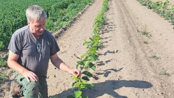 Landwirt Reiner Guhl betreibt in Düpow Agroforst und hat auf einer gut 60 Hektar großen Fläche Pappelreihen gepflanzt. 