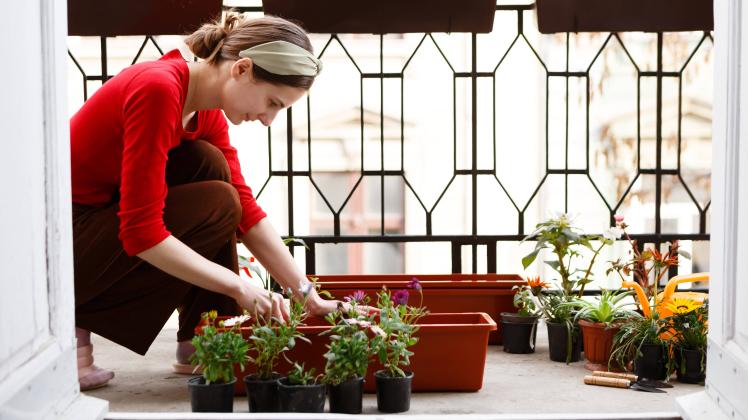 Balkonblumen richtig pflegen 3 Tipps von Gärtnern SHZ