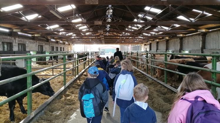 Um die Angus-Rinder nicht zu erschrecken, gingen die Schüler ruhig und langsam durch den Stall.