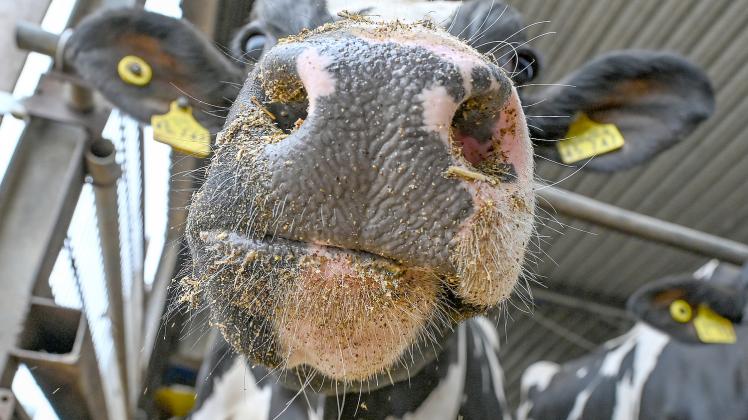 Sollten Rinder für den Klimaschutz getötet werden?