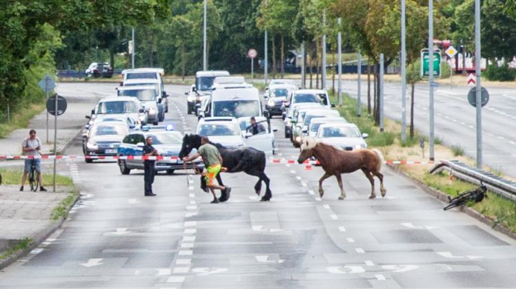 Pferde ausgebüxt Schwerin