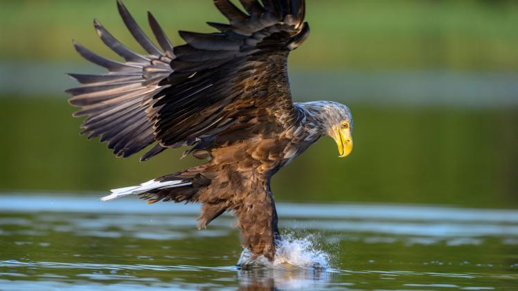 Ein Seeadler beim Beutegreifen, Naturpark Stettiner Haff, Foto Volker Bohlmann 28.06.2023 Foto Volker Bohlmann