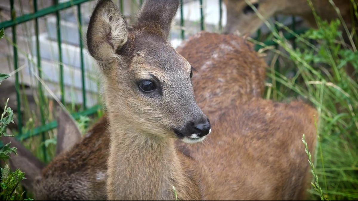 Gundula Sielschott aus Osnabrück päppelt vier Rehkitze im Garten auf NOZ