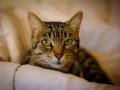 RECORD DATE NOT STATED Tabby cat looking at the camera *** torbie Katze Schauen im der Kamera 10493148