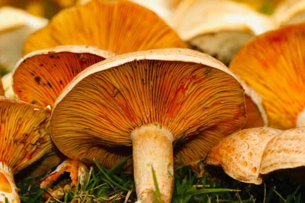 Dass Pilze nur vorsichtig abgerieben werden dürfen, ist inzwischen widerlegt. Dass Pilze nur vorsichtig abgerieben werden dürfen, ist inzwischen widerlegt.