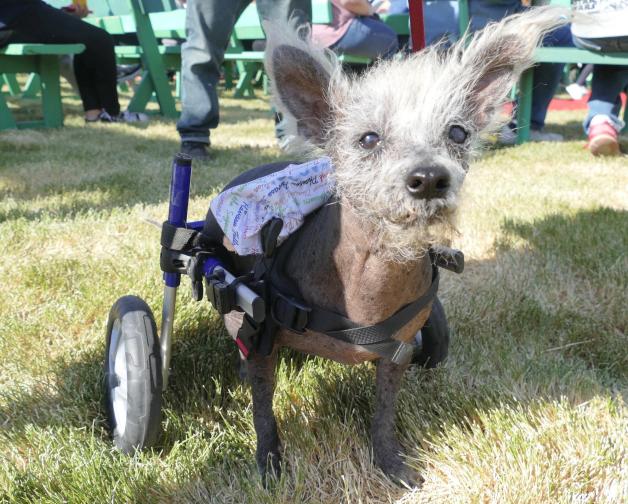 Scooter ist ein Chinesischer Schopfhund und sieben Jahre alt. Seine Hinterbeine sind verbogen, deshalb nutzt er einen Rollstuhl. Süß ist er trotzdem, oder?