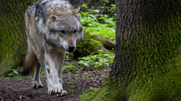 Umweltministerkonferenz spricht über Wölfe