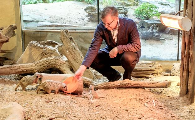 Neue Erdmännchen-Truppe im Rostocker Zoo