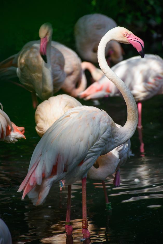 Rekordhalter: Flamingo Ingo ist vermutlich 75 Jahre alt. Ein enormes Alter für die Tierart. 