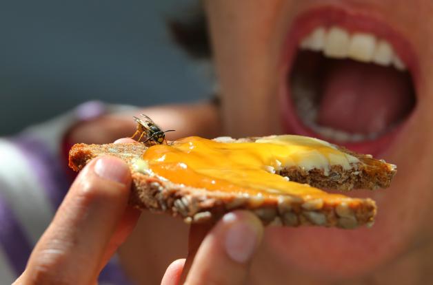 Ein Wespenstich im Mundraum kann auch für Nicht-Allergiker gefährlich sein, wenn die Schwellung für Luftnot sorgt.