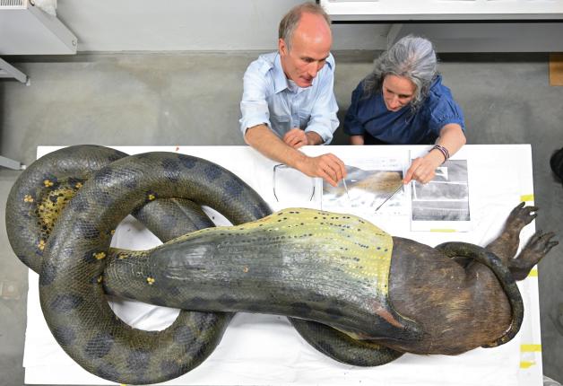 Seit Anfang des Jahres untersuchen die Experten die riesige Schlange aus dem Museum. Sie müssen die Haut der Schlange restaurieren – das heißt soviel wie reparieren. Seit Anfang des Jahres untersuchen die Experten die riesige Schlange aus dem Museum. Sie müssen die Haut der Schlange restaurieren – das heißt soviel wie reparieren.