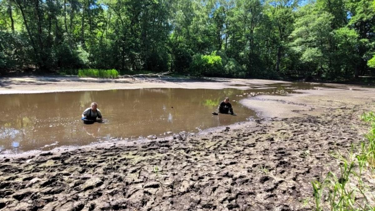 NABU fordert Konsequenzen nach Massensterben im Lottbeker Teich SHZ