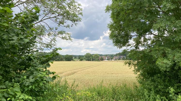 Acker in Malbergen, vom Harderberger Weg aus fotografiert, der nach Willen der Stadt GMHütte im Regionalen Raumordnungsprogramm (RROP) als Vorbehaltsgebiet „Zentrales Siedlungsgebiet“ vorgesehen werden soll, 6.7.2023