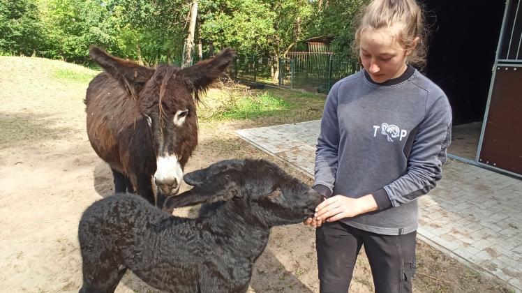 Obwohl es kaum zwei Wochen alt ist, hat das Eselfohlen keine Berührungsängste und lässt sich von Tierpflegerin Sophia Rosenfeld ausgiebig streicheln.