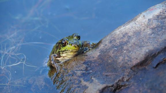 Frosch im Seegebiet Temagami Frosch im Seegebiet Temagami