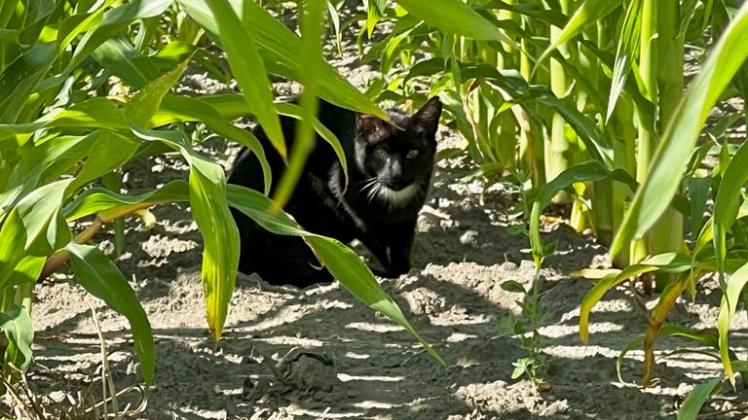 Katze, Maisfeld, Tierschutzverein Melle, Panela Opitz
