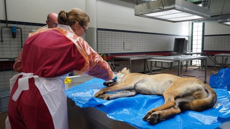 Ein Pathologe der DWHC (Veterinärmedizinische Fakultät der Universität Utrecht) nimmt eine Probe an den Zähnen des Wolfes. 