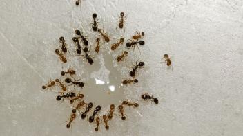 Argentine ants feeding on the remains of a liquid., Argentine ants Linepithema humile feeding on the remains of a liquid