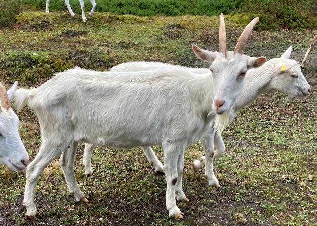 Ziegenhaltung bei Owschlag: Tierquälerei im Naturschutzgebiet?