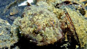 Imposante Erscheinung auf dem Meeresgrund in Eckernförde - ein Seeskorpion. Der Seeskorpion kann laut Wikipedia bis zu 60 Zentimeter lang werden. Sein Kopf ist bullig, sein Maul groß. Der Schädel ist mit zwei Längskielen versehen. Seeskorpione sind nicht giftig, sie können gegessen werden, hüten sollte man sich allerdings vor der stacheligen Rückenflosse, deren Stich Infektionen verursachen kann. Seeskorpione leben im Nordatlantik und gehören zur Familie der Dickkopf-Groppen (Psychrolutidae). Sein Verbreitungsgebiet reicht von der Biskaya über das Meer rund um die Britischen Inseln, die Nordsee, die Ostsee, entlang der Küste Norwegens, bis zur südlichen Barentssee und dem Weißen Meer. Er lebt vom Niedrigwasserlinie bis in 200 Metern Tiefe. Der meist nachtaktive Raubfisch ernährt sich von Vielborstern, Flohkrebsen, größeren Krebstieren und Fischen.