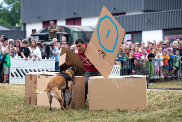 Keine Angst vor dem gefährlichen Angreifer: Diensthunde der Bundeswehr müssen mutig sein. So wie dieser Hund. Vor Zuschauerinnen und Zuschauern zeigt er, was er in seiner Ausbildung gelernt hat. 