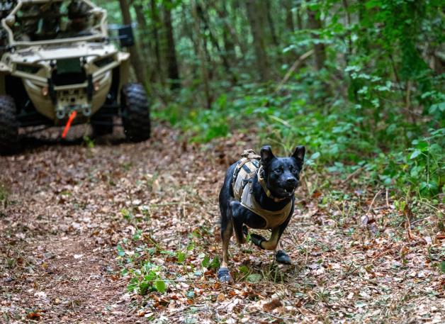 Schäferhunde können schnell und lange rennen. Deshalb eignen sie sich gut als Diensthunde für die Polizei und die Bundeswehr. 