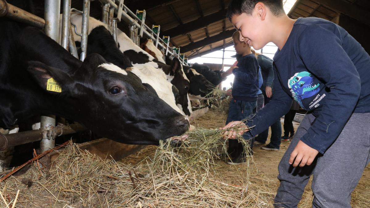 Schüler Erleben Auf Ellerbeker Immenhof Landwirtschaft Hautnah | SHZ