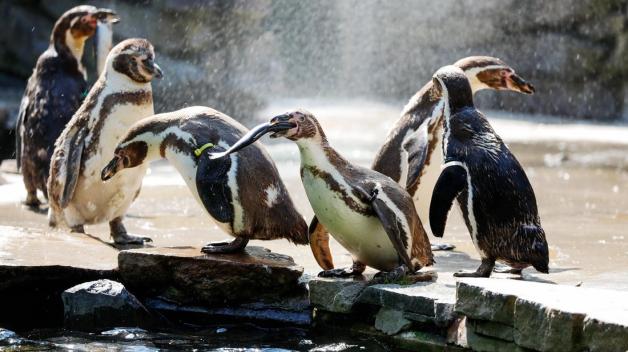 Erst ein erfrischende Sprühnebeldusche, dann einen Fisch und zum Schluss der Sprung ins kühle Becken – so kühlen sie Humboldtpinguine ab. Erst ein erfrischende Sprühnebeldusche, dann einen Fisch und zum Schluss der Sprung ins kühle Becken – so kühlen sie Humboldtpinguine ab.