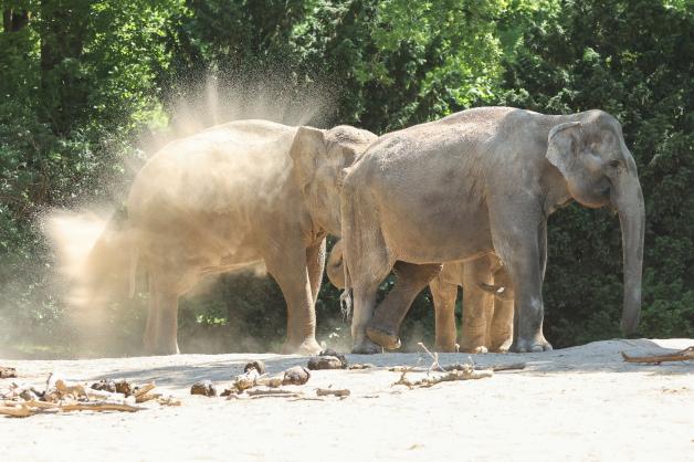 Elefanten schleudern Sand auf ihre Haut, um sich vor der Sonnenstrahlung und Hitze zu schützen. Schlau, oder?